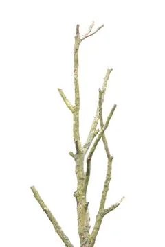 Tree with branches without leaves in front of white background Foto stock