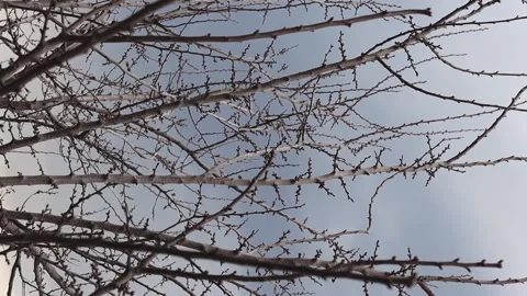 Tree branches without leaves move against the sky outdoors, vertical video. Vídeos de archivo 183840985