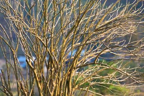 Tree Branches without Leaves 스톡 사진