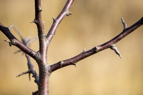 Tree branches without leaves Stock Photos