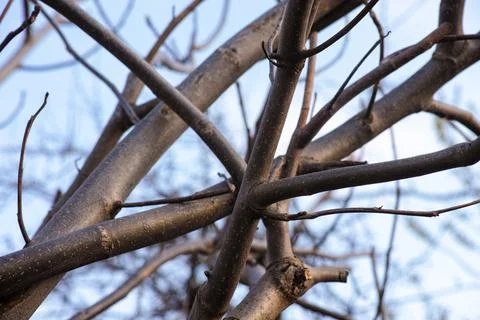 Tree branches without leaves. Foto stock