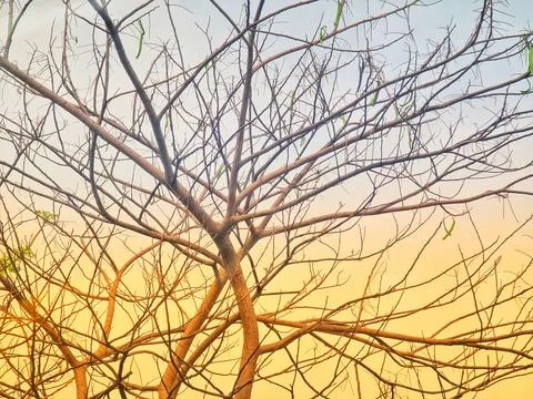 Tree branches without leaves stretch against a gradient sky, evoking autumn o Foto stock