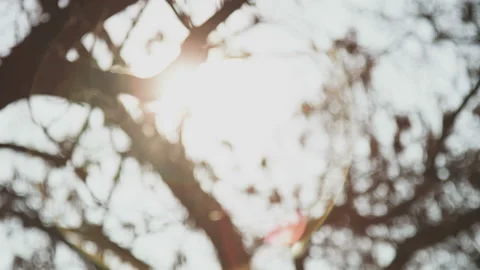 Tree Branches Without Leaves. The Sun is Shining Intensively Stock Footage 113400839