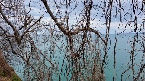 Tree branches without leaves in winter, the sea in the background Video stock 330114946