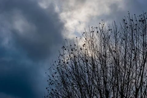 Tree branches without leaves in winter against the background of cloudy sky Stock Photos