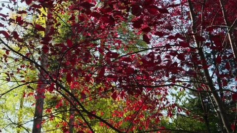 Tree branches with yellow and red leaves. Autumn forest. Stock Footage 213537481