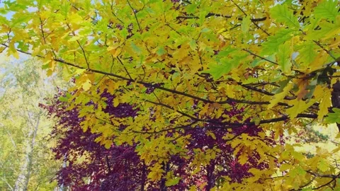 Tree branches with yellow and red leaves. Autumn forest. Stockbeeldmateriaal 214850823