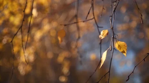 Tree branches with yellow autumn leaves swaying in the light wind. Stock Footage 219216036