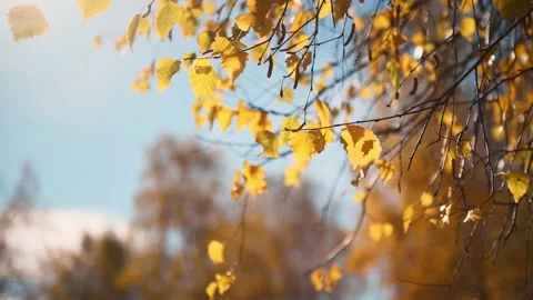 Tree branches with yellow autumn leaves swaying in the light wind. Stock Footage 219216150