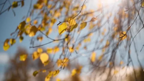 Tree branches with yellow autumn leaves swaying in the light wind. Stock Footage 219216440
