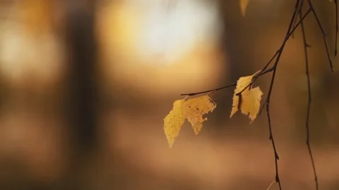 Tree branches with yellow autumn leaves swaying in the light wind. Stock Footage 219216717