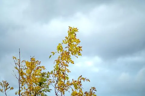 Tree branches with yellow leaves against a cloudy sky. Stock Photos