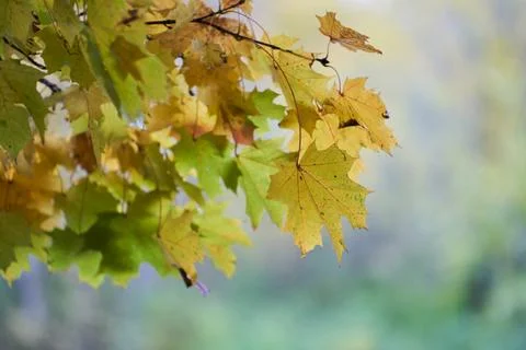 Tree branches with yellow leaves on the background of park. Stock Photos