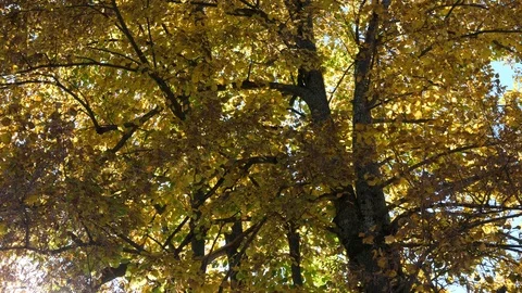 Tree branches with yellow leaves backlit by sunlight Stock Footage 112389963