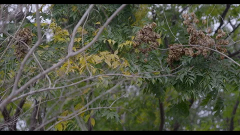 Tree Branches with Yellowing Leaves &amp; Seed Pods for Mindfulness Stock Footage 327529604