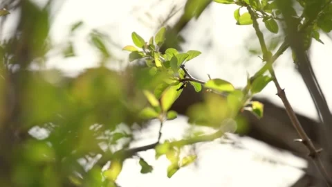 Tree branches with young green foliage close-up Stock Footage 309203619