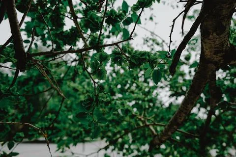 Tree branches with young green foliage walking in the park Stock Photos