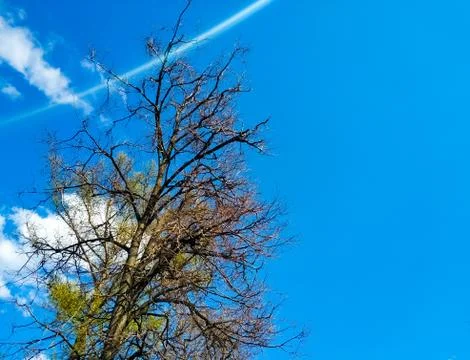 Tree branches with young leaves on a background of blue sky. Sunny day. Stock Photos