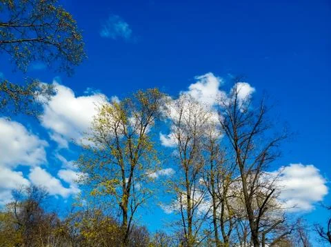 Tree branches with young leaves on a background of blue sky. Sunny day. Stock Photos