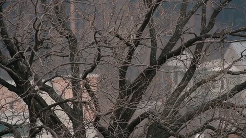 Tree branch.Naked branches against the background of private houses Vídeo Stock 74187426
