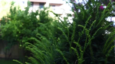 Tree brangches on strong wind. Stock Footage 137676130