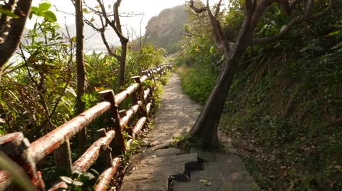 Tree break through stone paved path. Power of nature and time. Yehliu Geopark Stock Footage 49491762