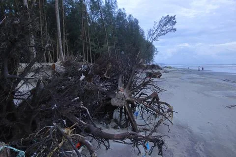 Tree Breakdown due to Beach Erosion and Damage Stock Photos