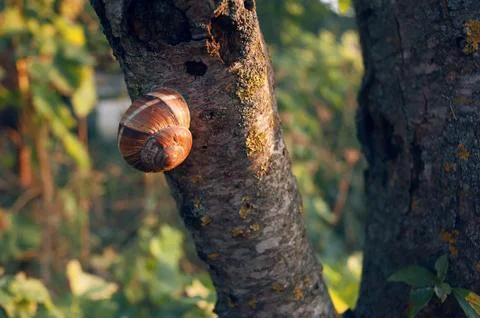 A tree-breaking snail on a tree trunk, between two wooden branches, on a sunny Foto stock