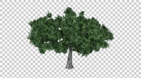 Tree in the breeze with alpha perfect for compositing Stock Footage 44551709