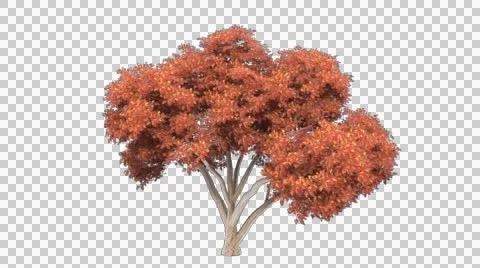Tree in the breeze with alpha perfect for compositing Stock Footage 44553854