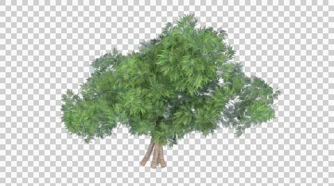Tree in the breeze with alpha perfect for compositing Stock Footage 44554863