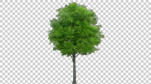 Tree in the breeze with alpha perfect for compositing Stock Footage 44855803