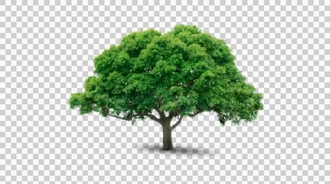 Tree in the breeze with alpha perfect for compositing Stock Footage 44859573