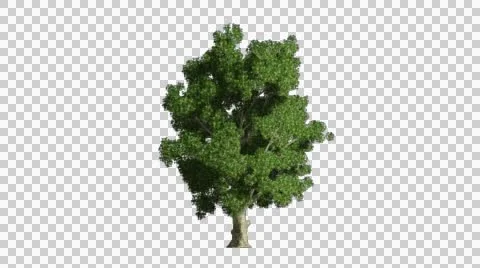 Tree in the breeze with alpha perfect for compositing Stock Footage 46339908