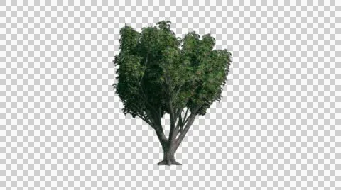 Tree in the breeze with alpha perfect for compositing Stock Footage 46340624