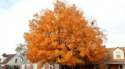 Tree in a breeze Vidéo 12379609