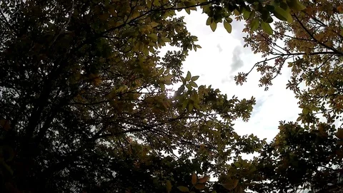 At tree on a breeze Video stock 108405938