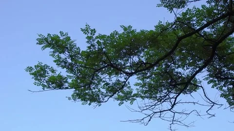 Tree in breeze in summer. Stock Footage 134672160