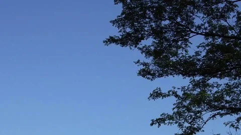 Tree in breeze in summer. Light blue sky. Stock Footage 134672397