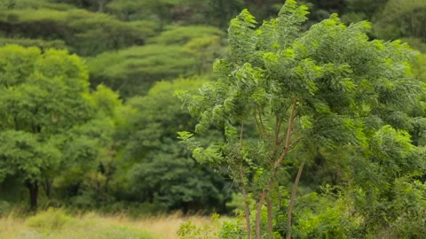 Tree in breezy winds at Forrest Stock Footage 157169815