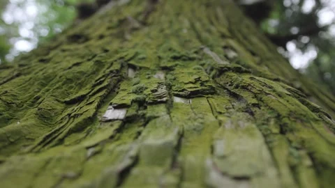 Tree with bright green leaves. Camera slide along the bark Stock Footage 276905885