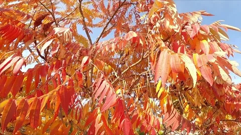A tree with bright red leaves, Sumac. Autumn season Видео 332202199