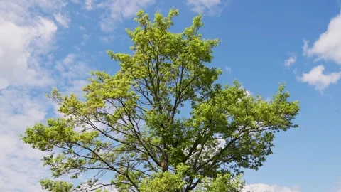 Tree on a bright Sky on a mild windy day Stock Footage 283854919