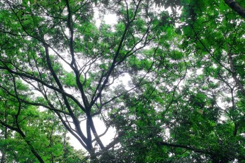 Tree to bright sky Stock Photos