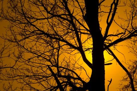 Tree on a bright sun Stock Photos