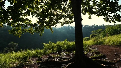 Tree broad crown on dawn Stock Footage 141500494
