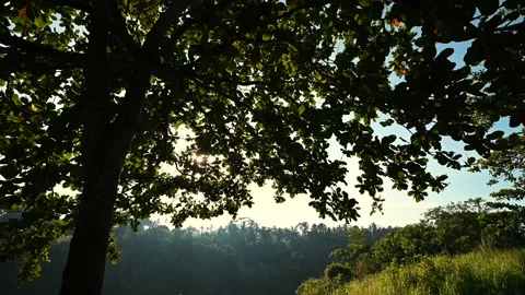 Tree broad crown on dawn Stock Footage 141500724