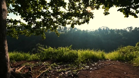 Tree broad crown on dawn Stock Footage 141501020