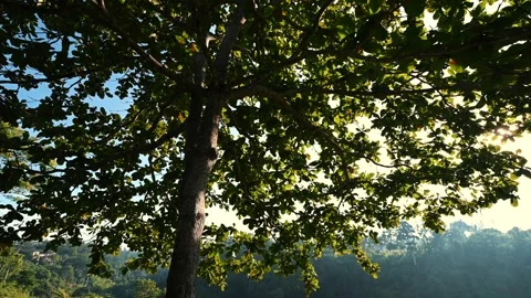 Tree broad crown on dawn Stock Footage 141501199