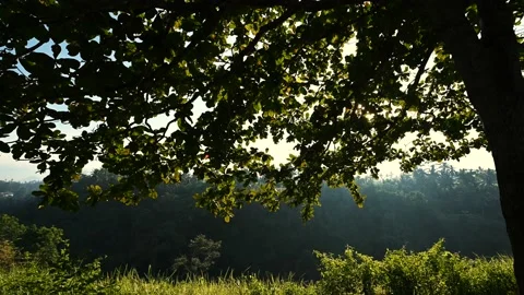 Tree broad crown on dawn Stock Footage 141501259